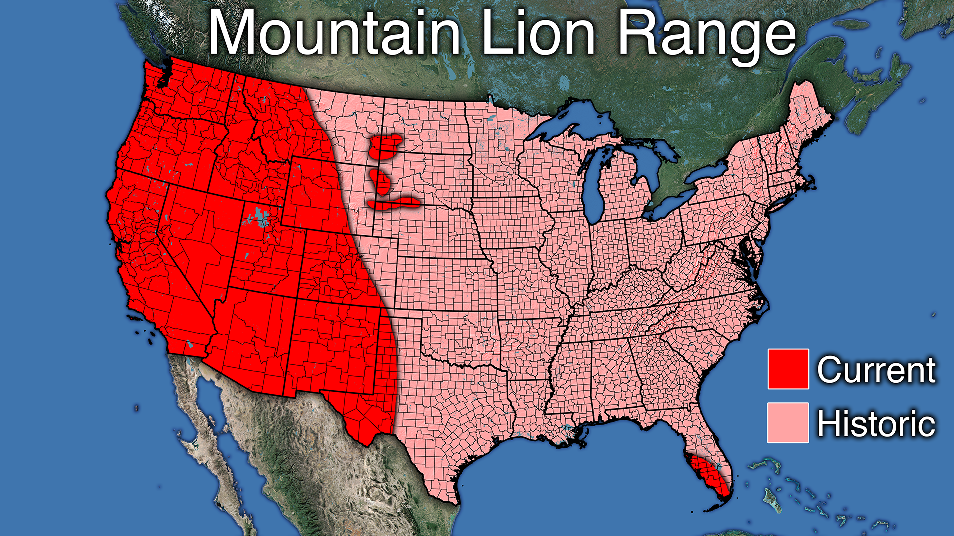 mountain lion habitat map